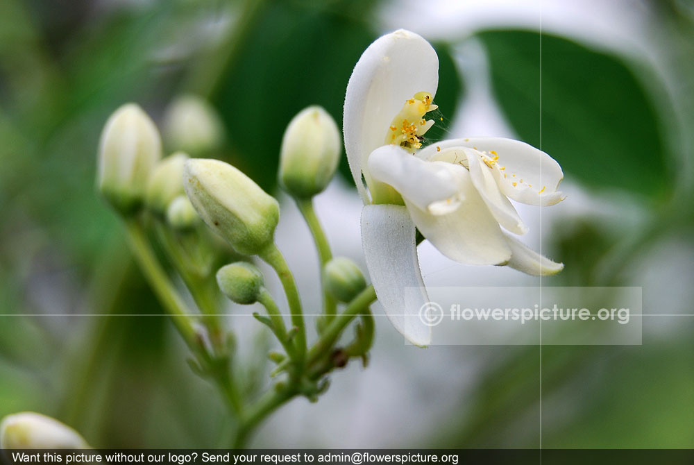 Drumstick flower