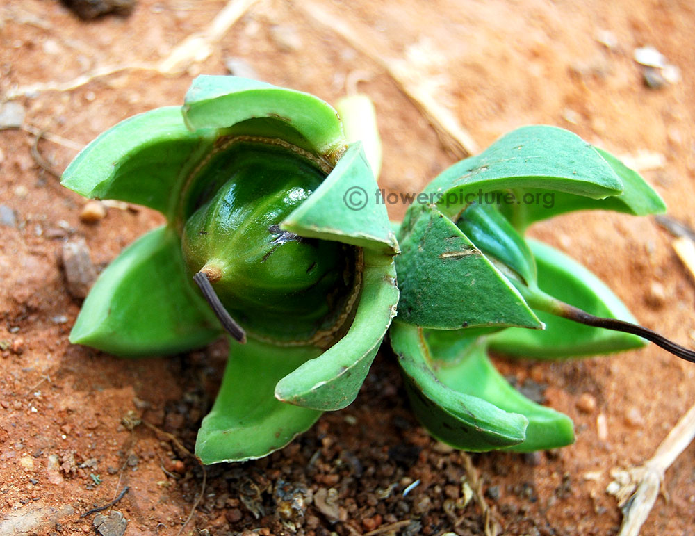 Duabanga grandiflora