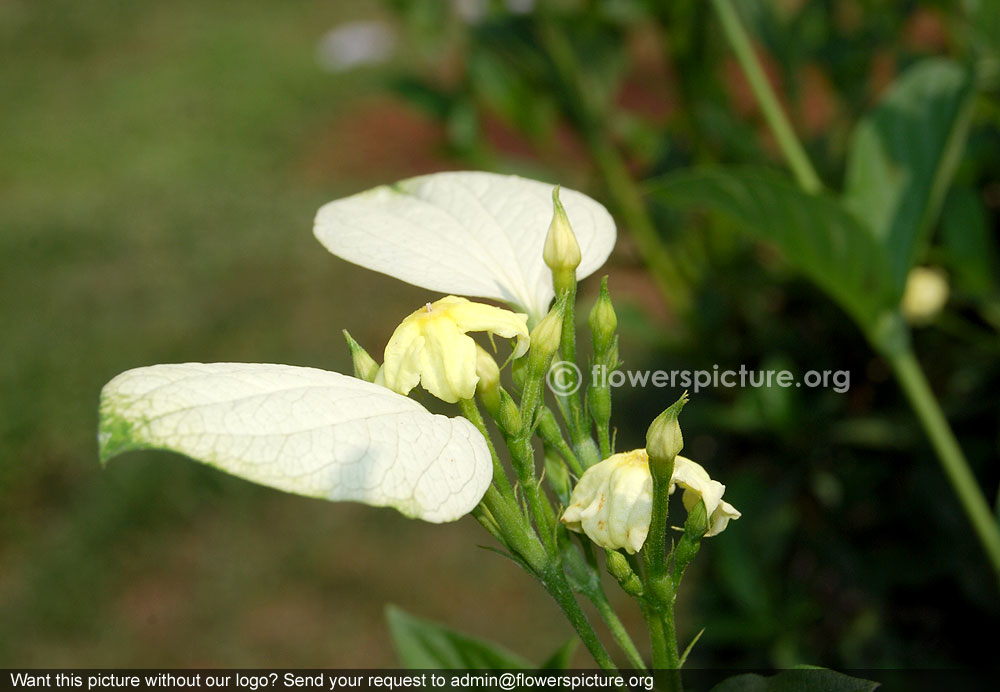 Dwarf mussaenda