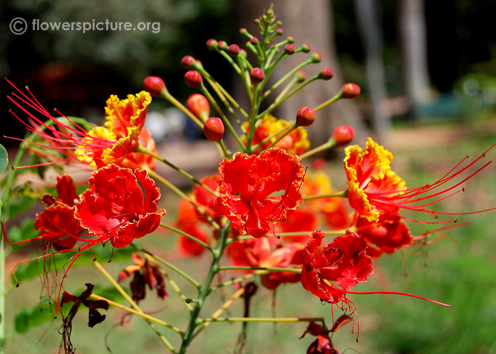 Dwarf poinciana