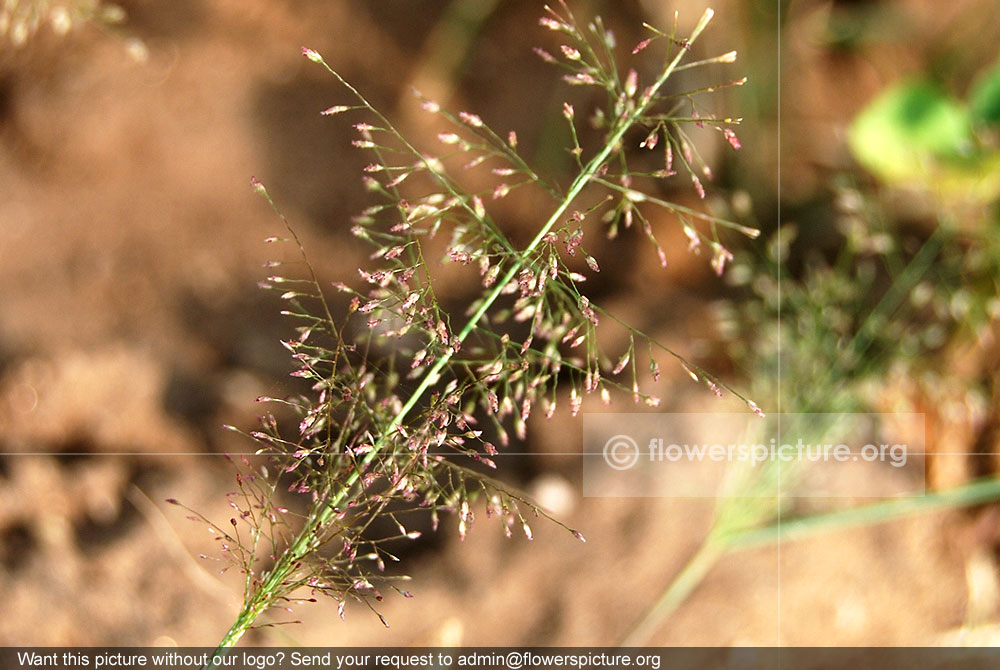 Dwarf reed grass