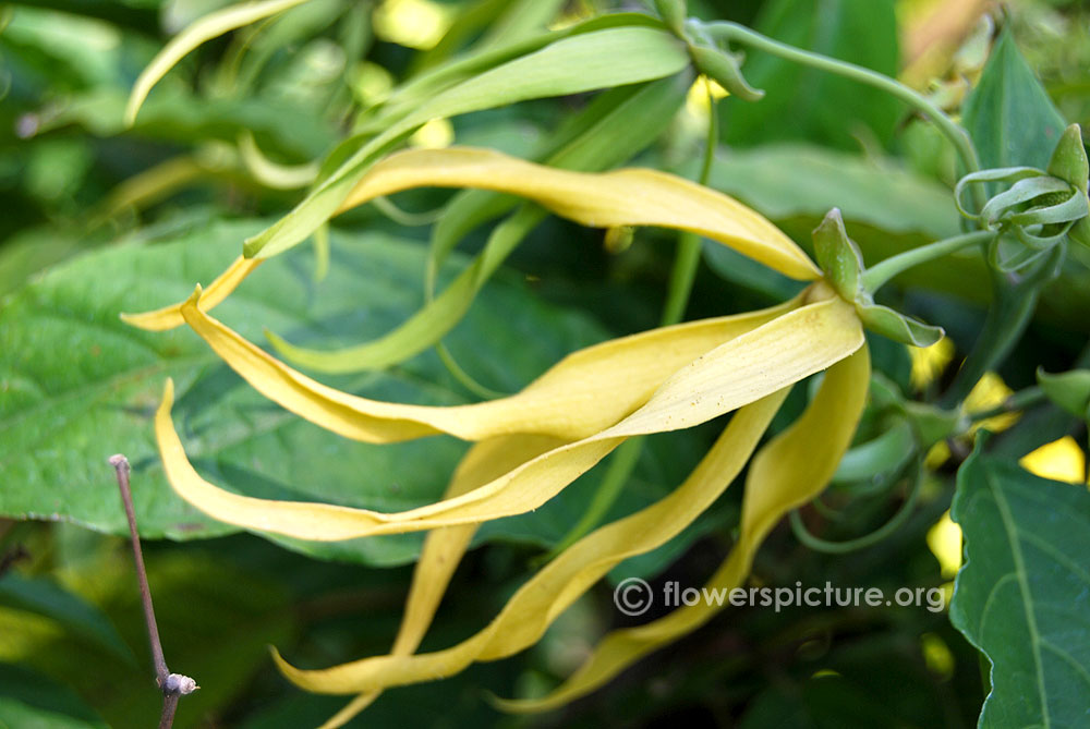 Dwarf ylang ylang