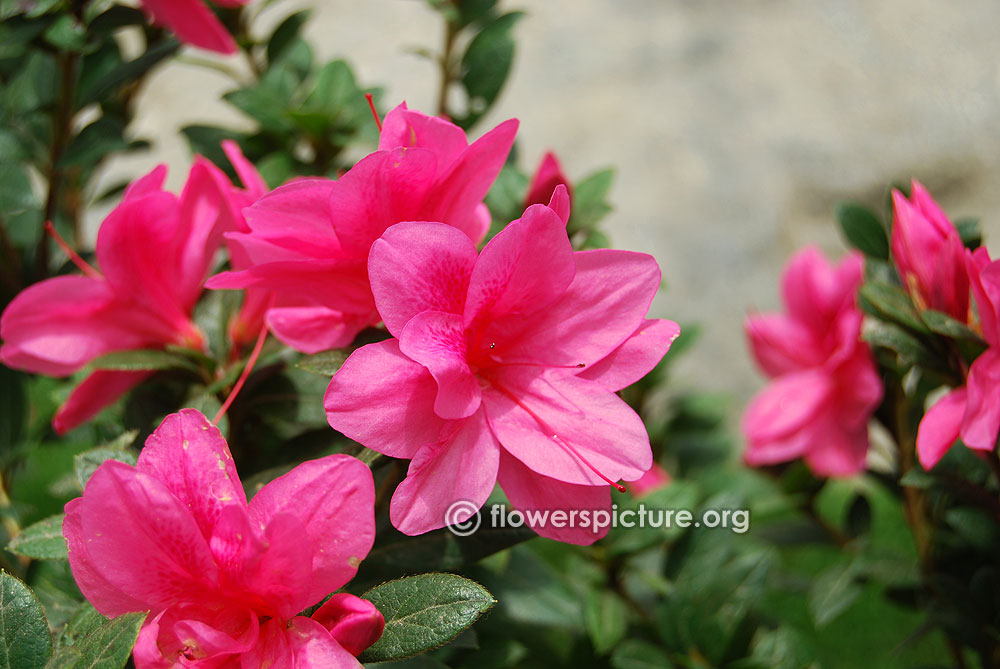 Dwarf Rhododendron