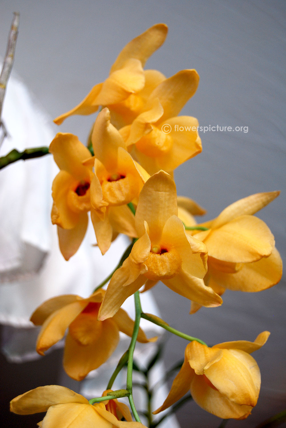 Musky-smelling Dendrobium