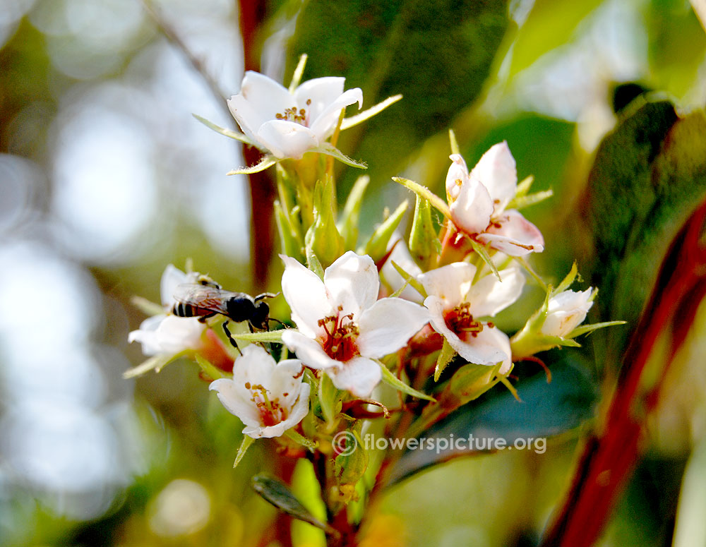 East himalayan neillia