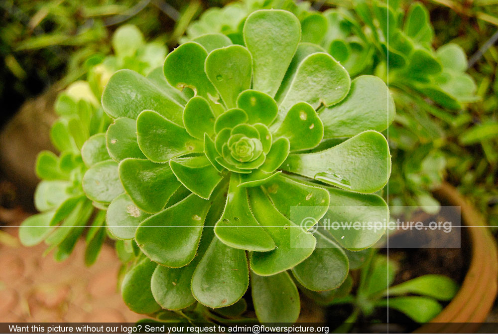 Echeveria