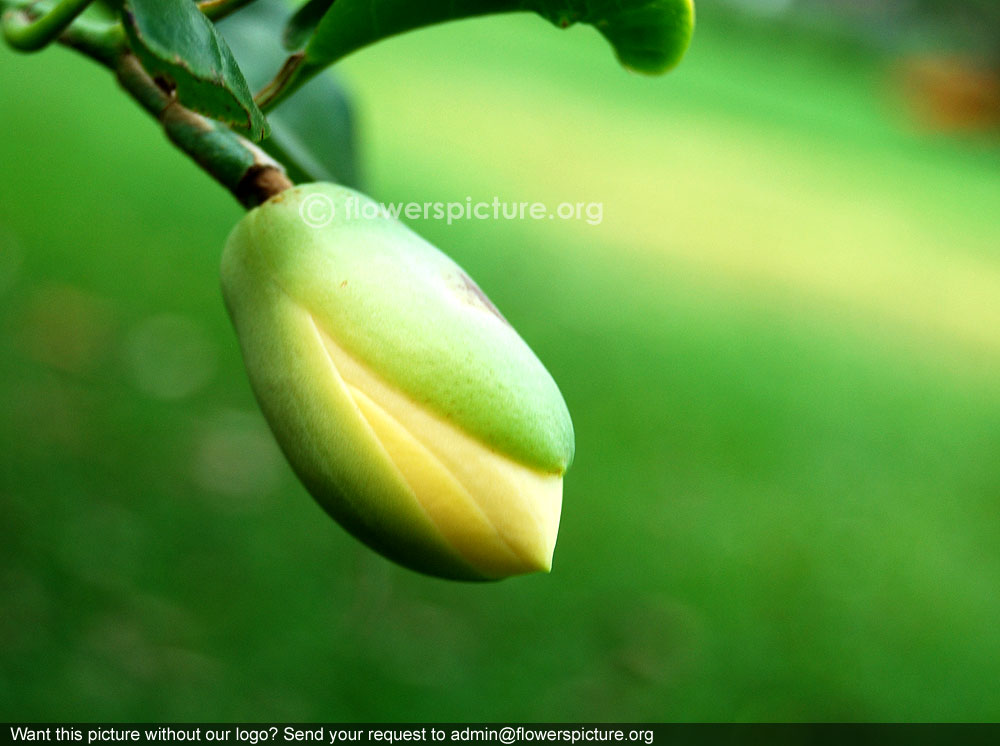 Egg magnolia bud