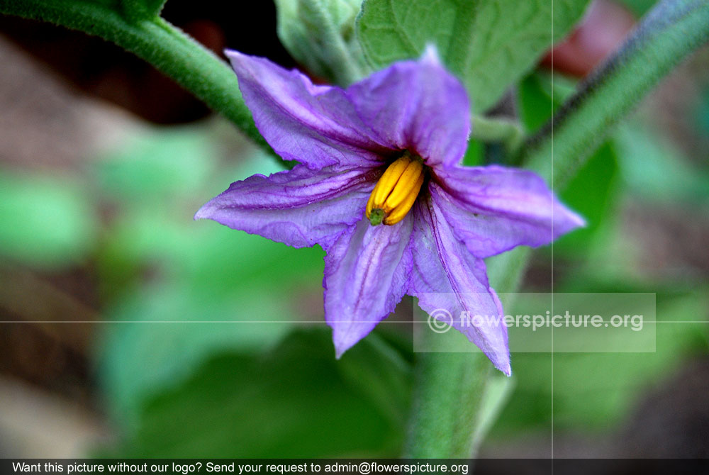 Eggplant flower