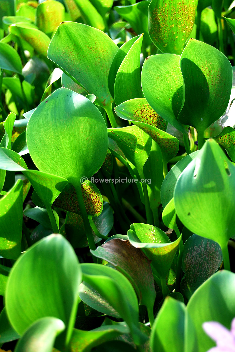 Eichhornia crassipes foliage & petiole