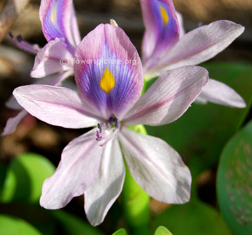 Eichhornia crassipes solms