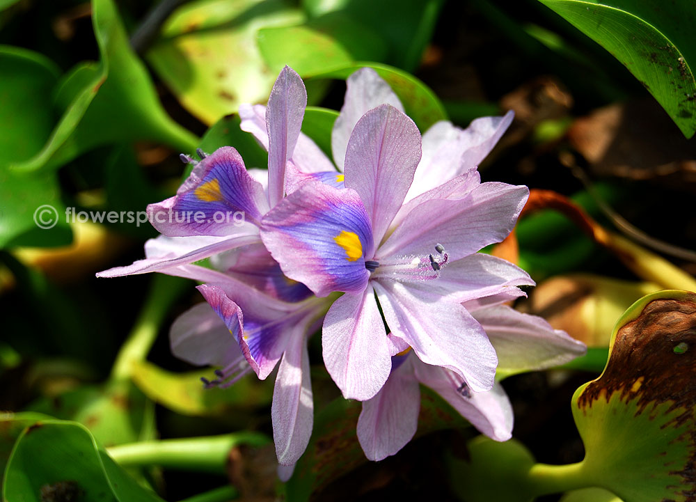 Eichhornia crassipes