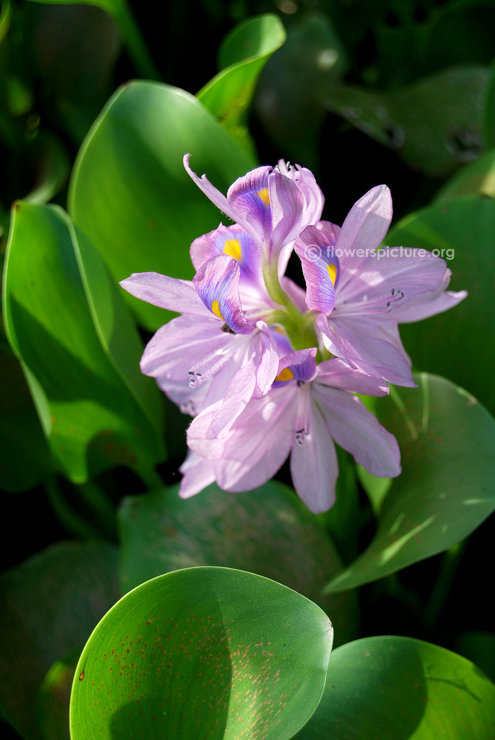 Eichhornia speciosa flower spike