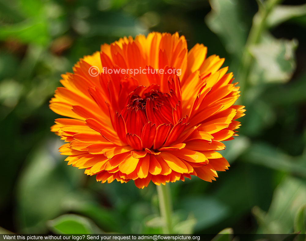 English marigold