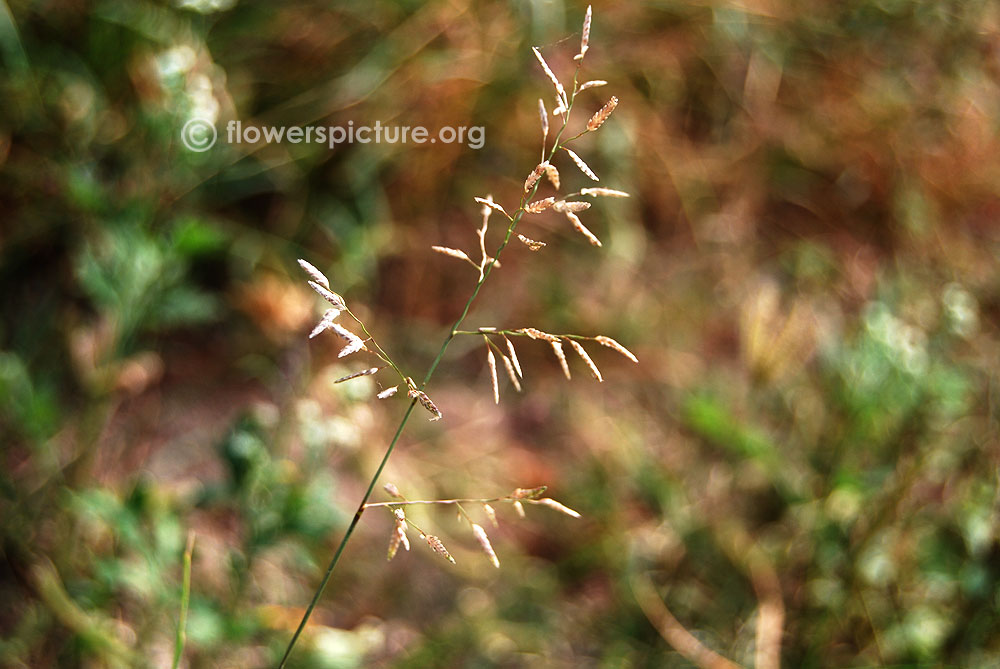 Eragrostis cilianensis