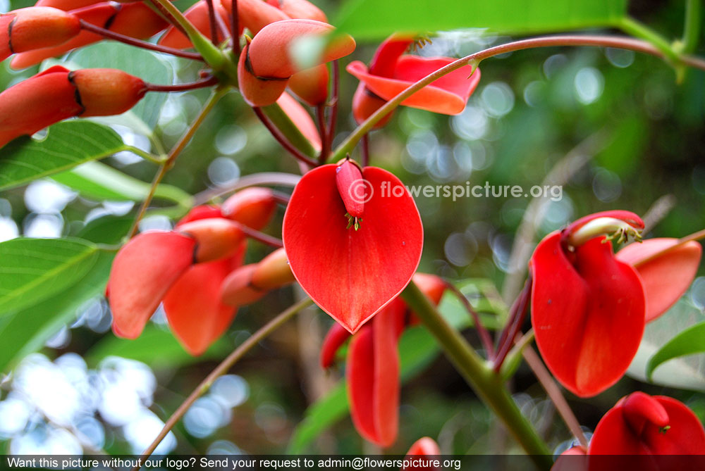 Erythrina crista galli