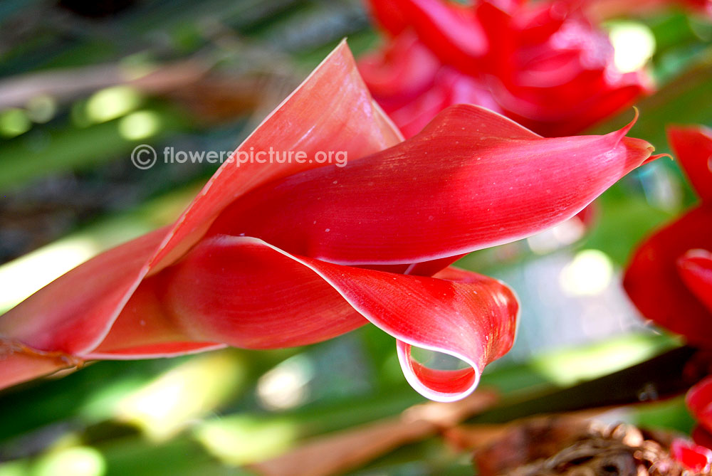 Etlingera elatior