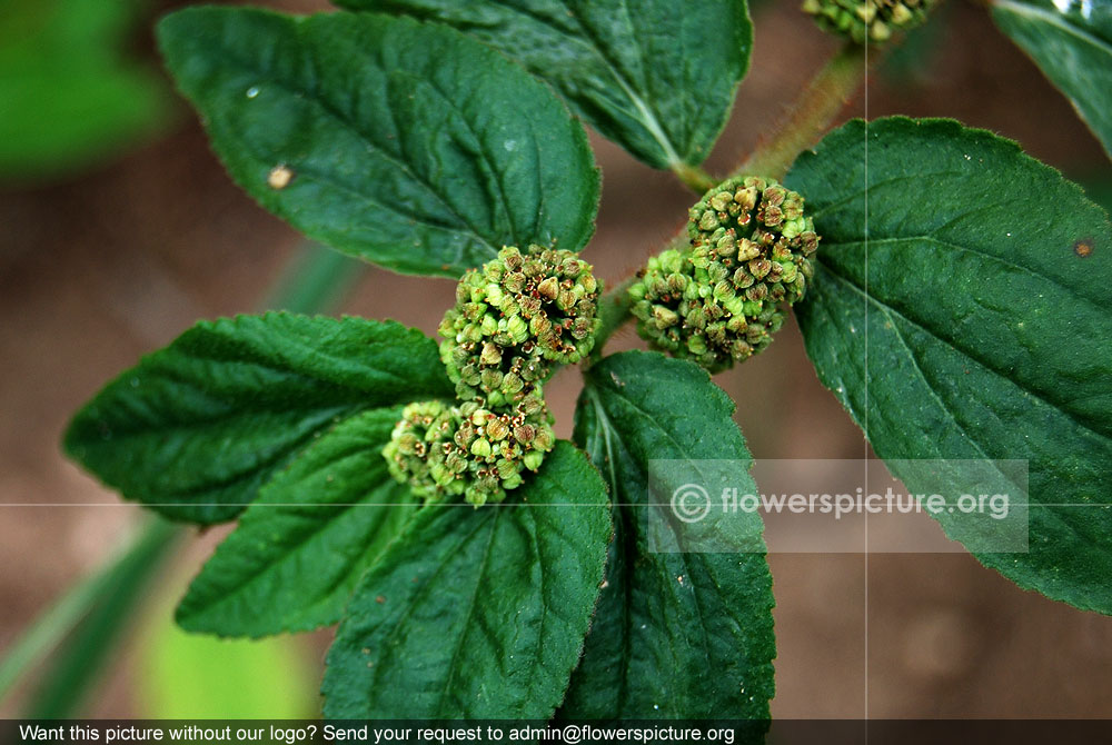 Euphorbia hirta