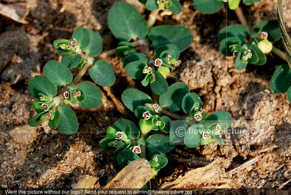 Euphorbia hypericifolia