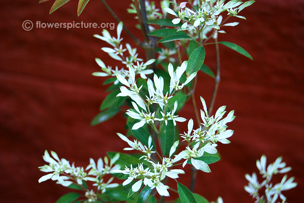 Euphorbia leucocephala