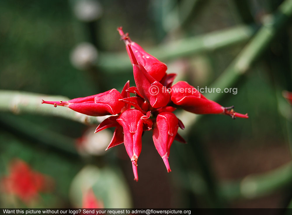 Euphorbia tithymaloides