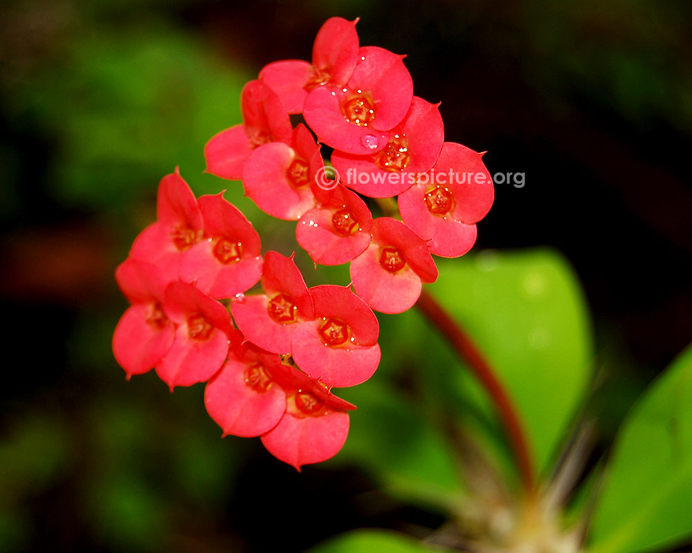 Euphorbia milii