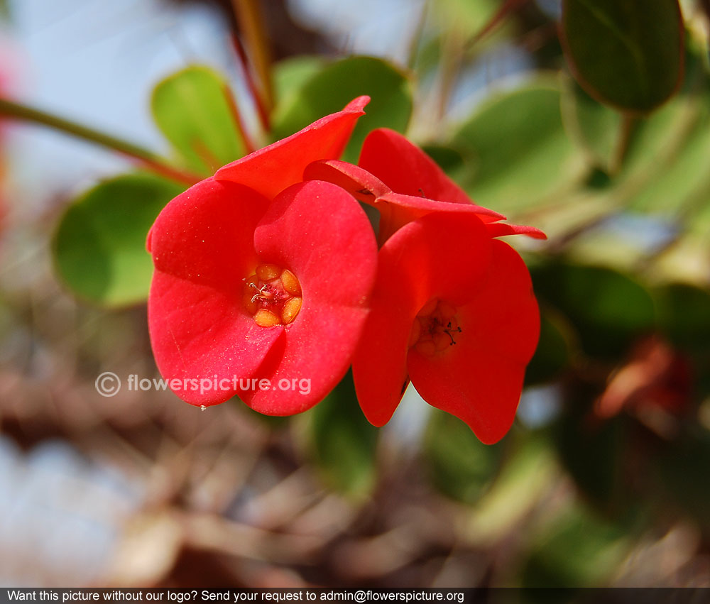 euphorbia milii