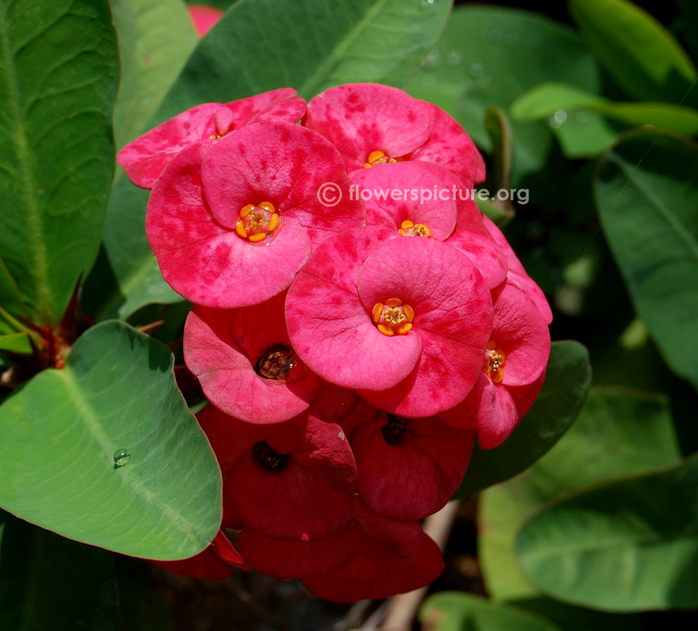 Euphorbia Milii Var Splendens