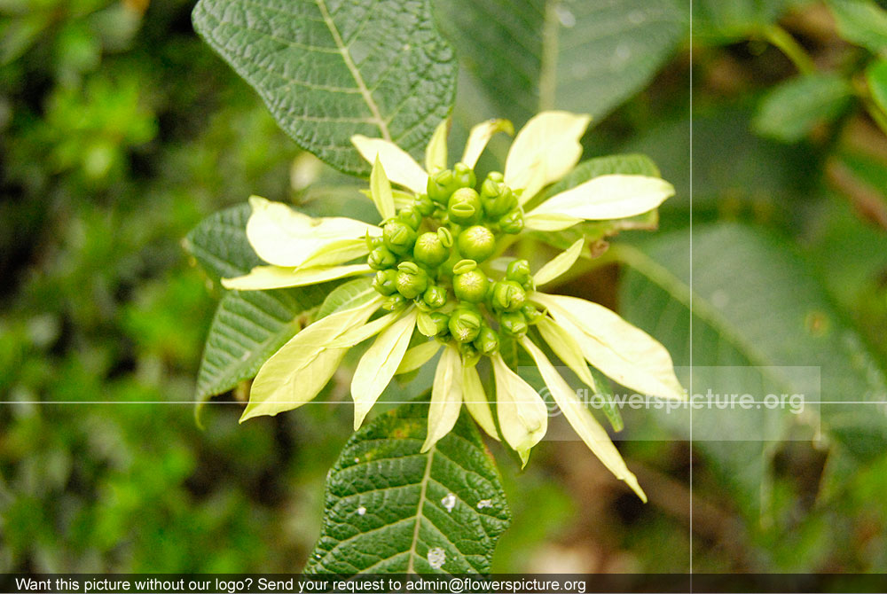 Euphorbia Pulcherrima White