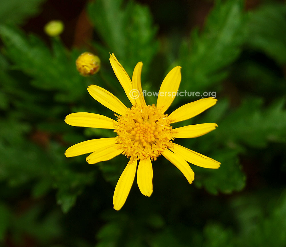 Euryops chrysanthemoides