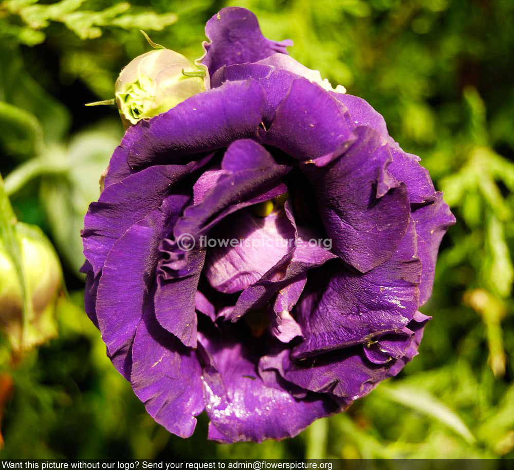 eustoma