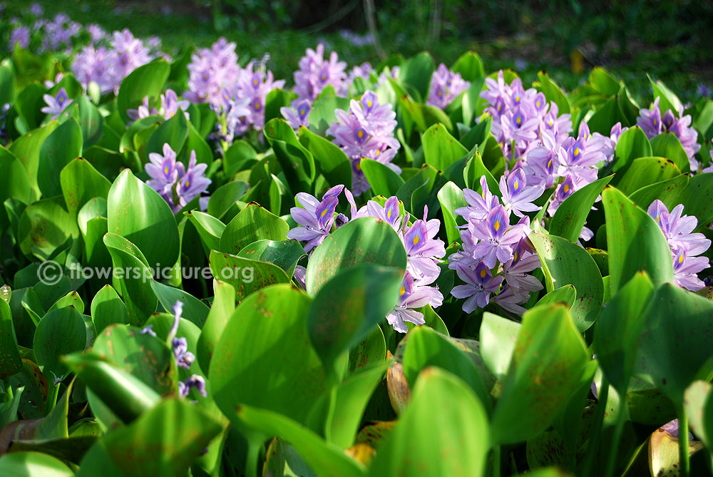 Floating eichhornia crassipes