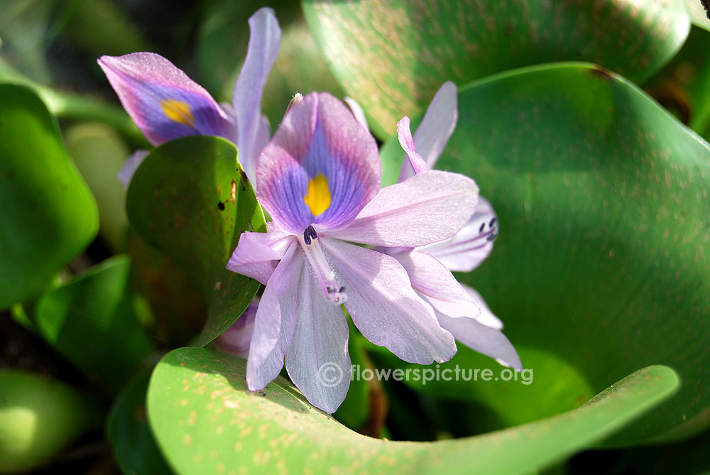 Water hyacinth Eichhornia crassipes