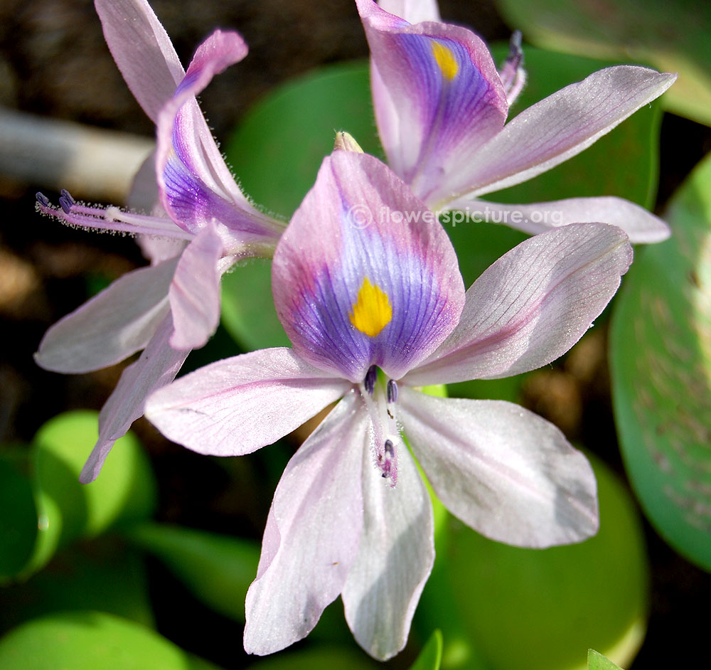 Water hyacinth flower