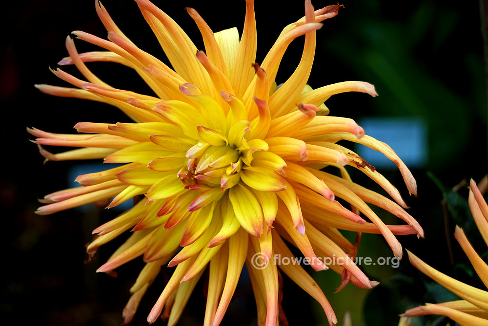 Cactus Dahlia-Dahlia Fall Fiesta