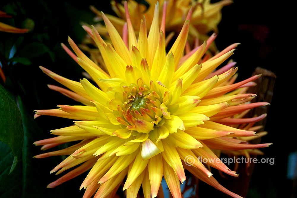 Dahlia fall fiesta