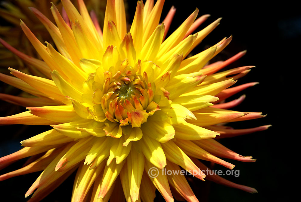 Fall Fiesta Dahlia