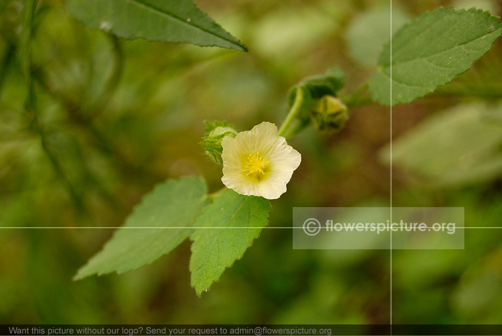 Fan petals