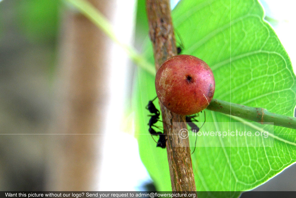 Ficus religiosa fruit