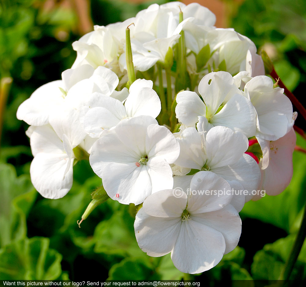 Fish geranium