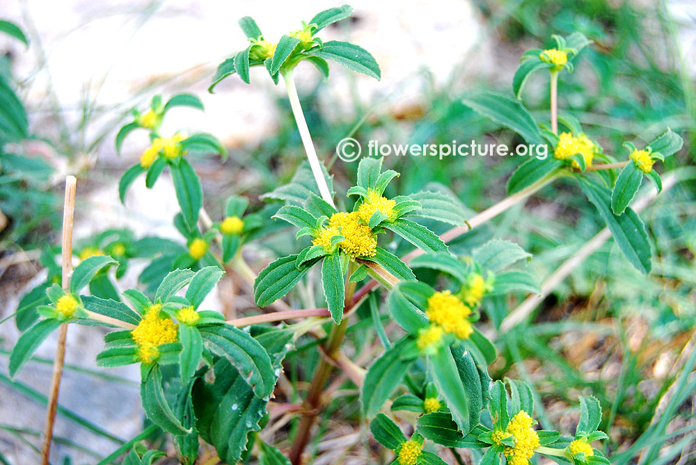 Flaveria campestris - Foliage, flowers, fully grown