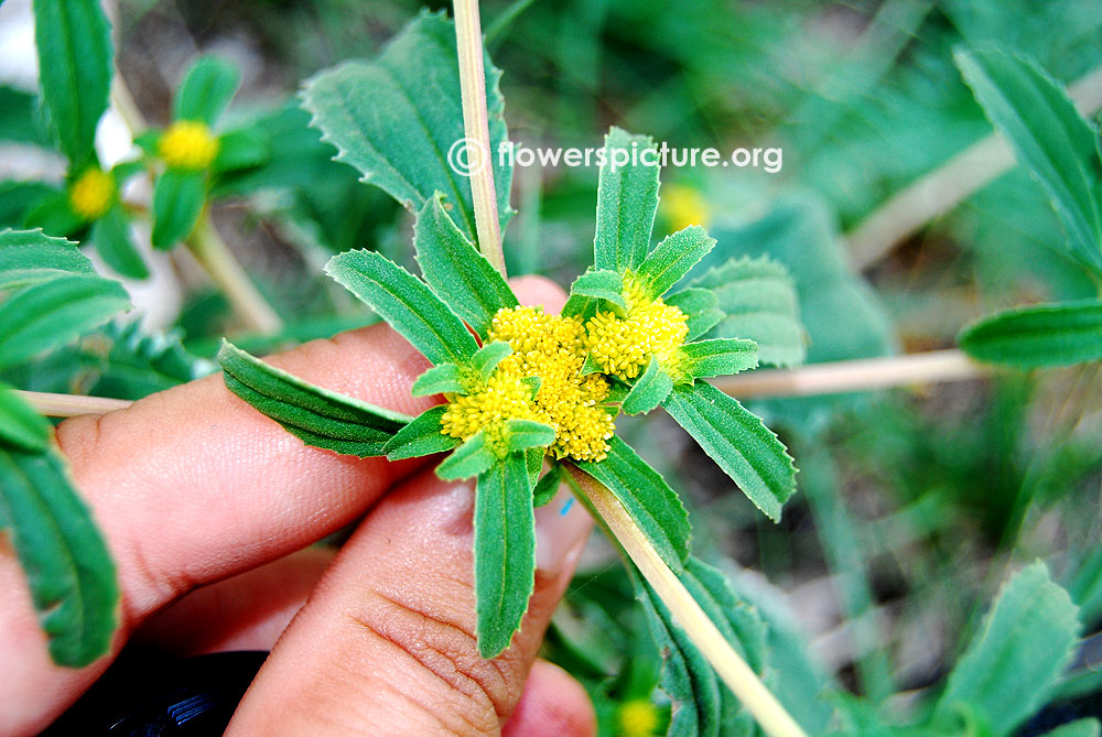 Flaveria campestris-Foliage & Full bloom