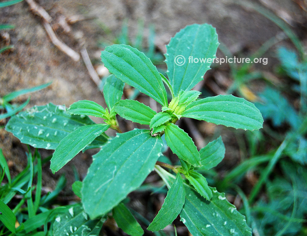 Flaveria campestris-Foliage