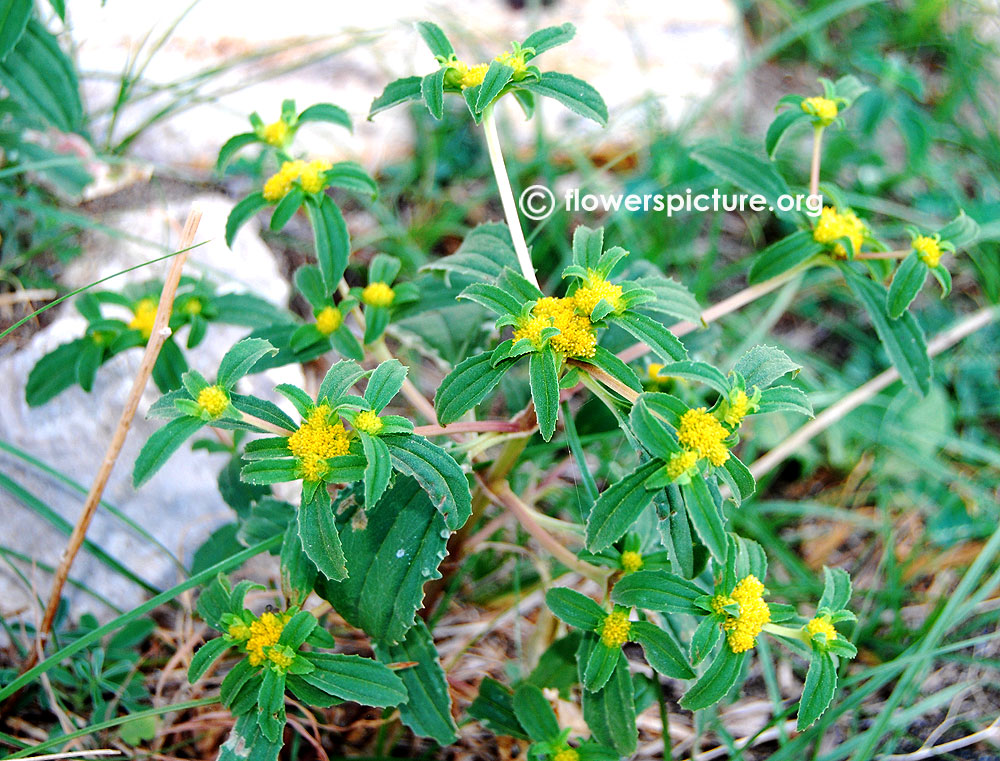 Flaveria campestris-Growth habit, height & stems