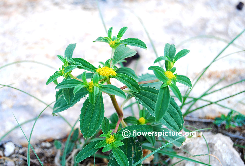 Flaveria campestris-Growth stage2