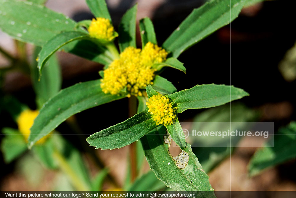 Flaveria campestris