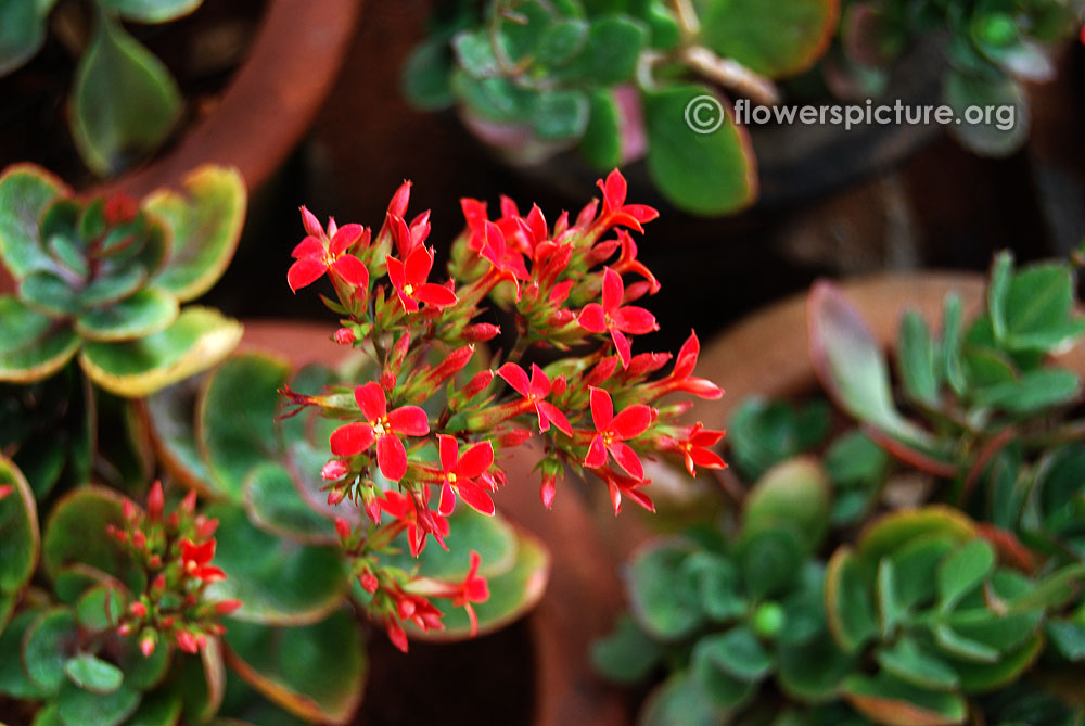 Florist kalanchoe red flowered variety