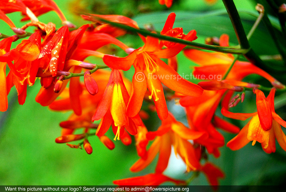 Freesia flower