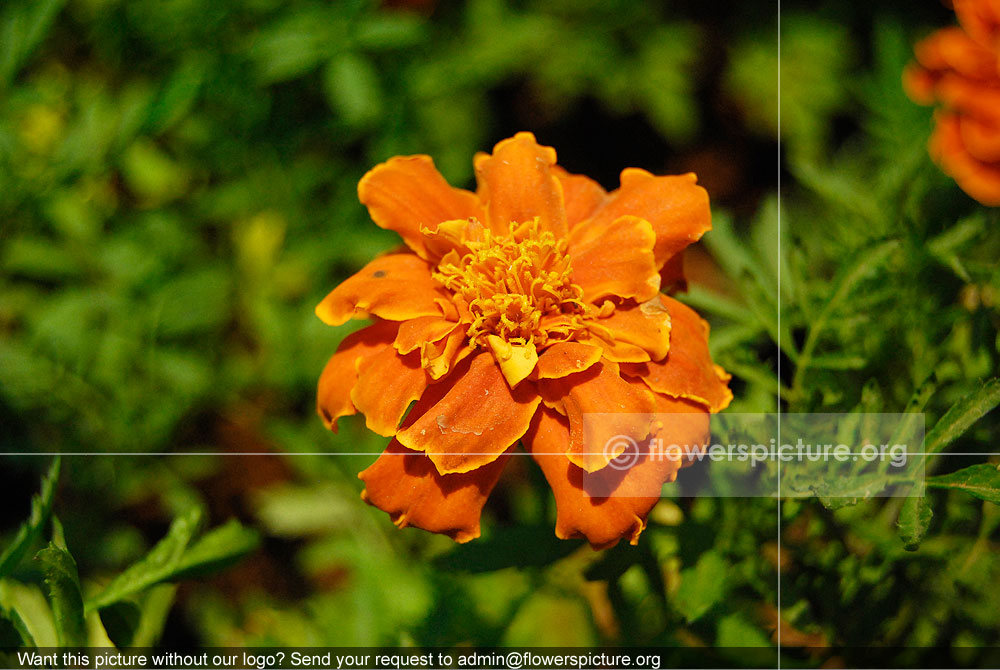 French Marigold