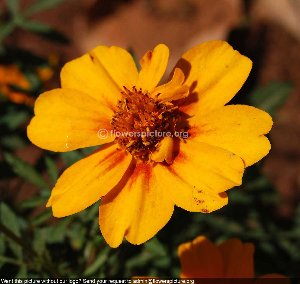 French Marigold