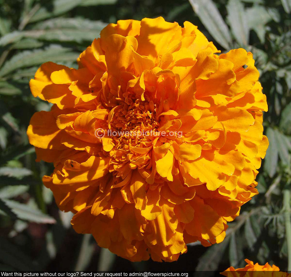 French Marigold